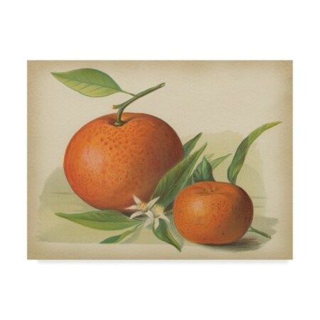 Unknown 'Orange Study Ii' Canvas Art,35x47